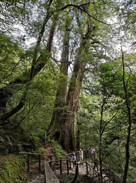 2025_0713 拉拉山神木群步道2837374