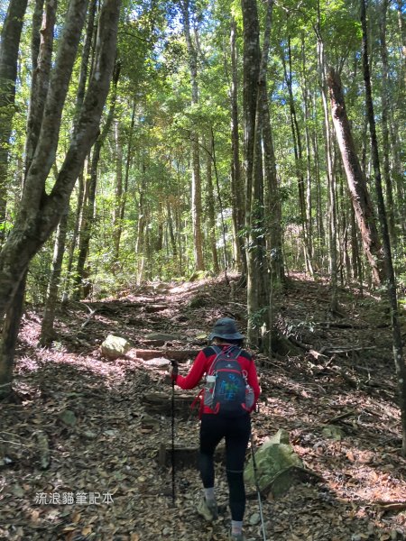 【谷關七雄】八仙山主峰步道2894861