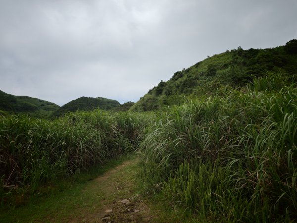 [淡蘭古道] 2026_0531 北路第一段_燦光寮古道(中)-陡坡3070888