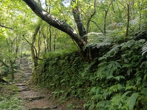 基隆市暖東舊道+頂子寮山+五分山步道(五分山)去回2946201