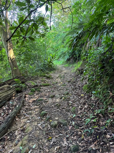 金山面山連走金面山2194568