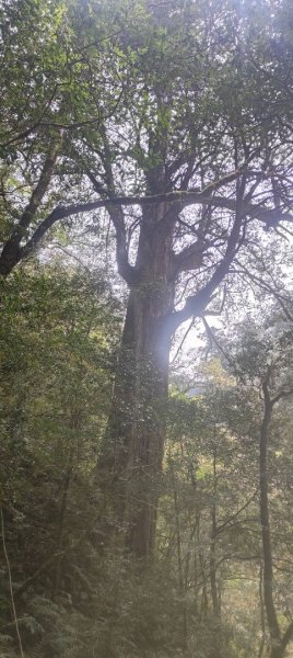 拉拉山國家森林遊樂區2752230