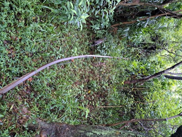 小百岳集起來劍潭親山步道3103144