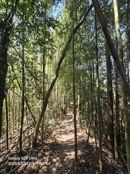 2025-03-22油羅山步道2743434