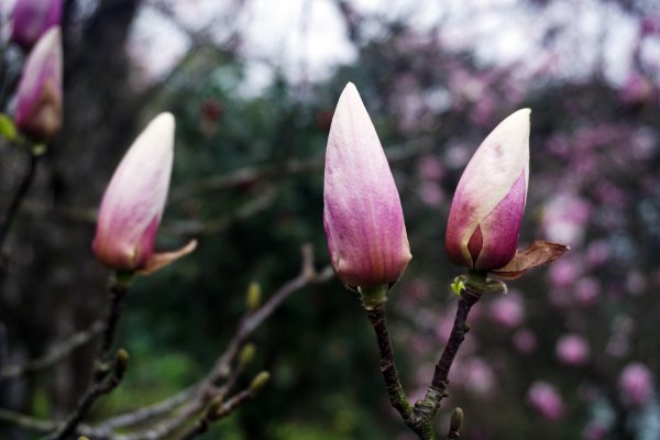 邂逅醉美春色 • 一棵開花的樹1612060