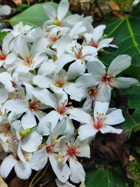 林口新林老公崎步道2773703