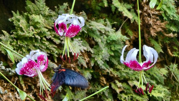 #二格山 #霞光 #日出 #艷紅鹿子百合 #大鳳蝶雄蝶 #紅花石蒜 #彼岸花 8/232867773