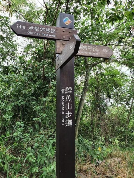 谷關七雄波津加山，太平蝙蝠洞延伸步道，花蓮美崙山步道，台東鯉魚山1731950