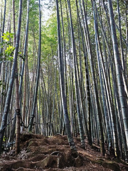 溪頭四秀 - 南投縣鹿谷鄉3023265