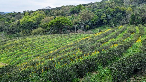 大北坑魯冰花2435737