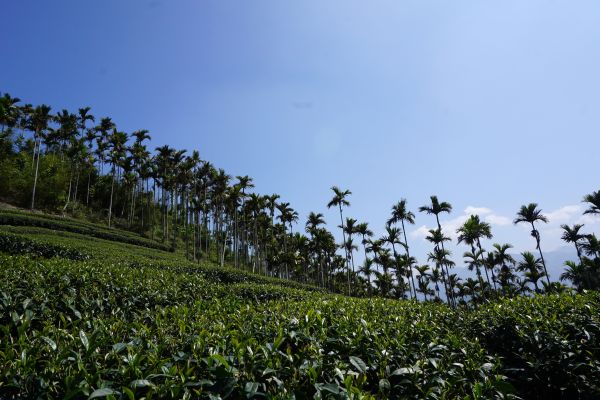 飽覽茶園風光~挑筍古道&大尖山步道299327