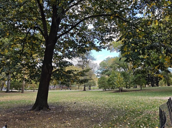 [紐約馬之行-10] 2025_1101 紐約中央公園2945001