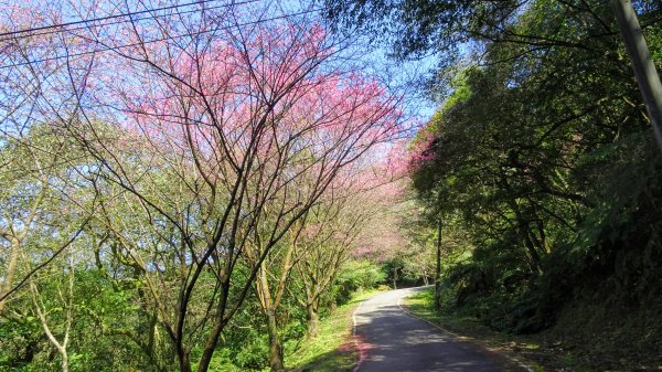 春天的顏色1279660