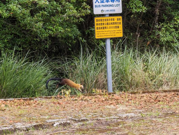 [山海圳_聖山之路_第一段] 2026_0802 自忠⮕鹿林山登山口3109102