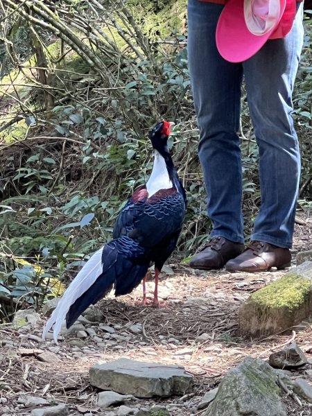 小百岳-稍來山2752437