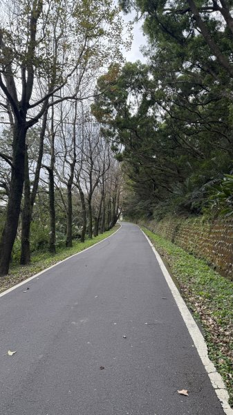 20260111微笑山線：【大棟山系】405高地段+百年大榕樹段2982896