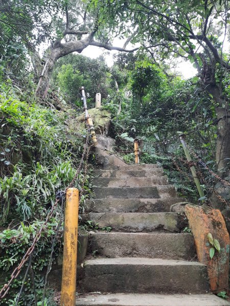 2023/01/23 桃園大棟山(小百岳)，樹林大同山，青龍嶺2003257