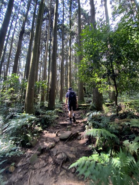 【加里山】一日來回，享受山林。1207880