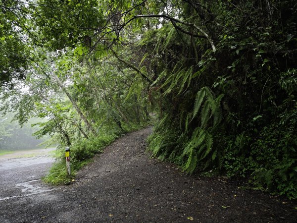 2025_0525 鎮西堡巨木群步道（B區）2797693