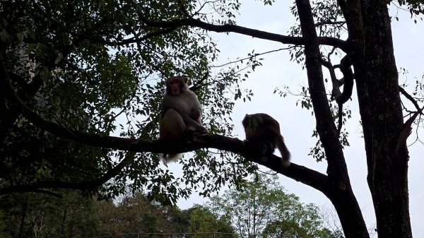 2025/11/8-10張家界園區2939339