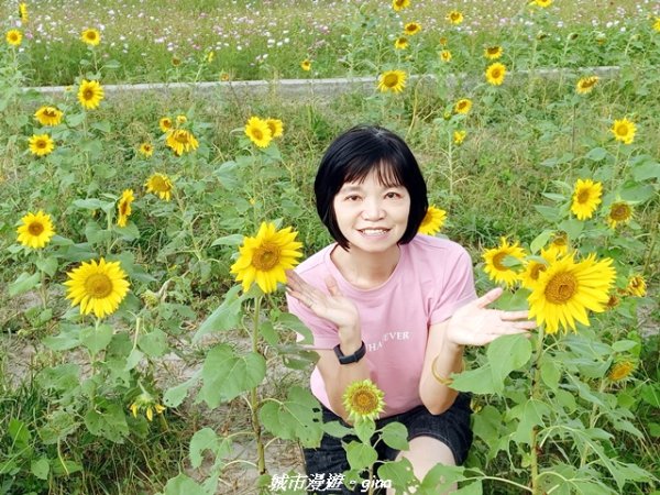 【苗栗】賞花趣~銅鑼杭菊x通霄蒜香藤花廊2945977