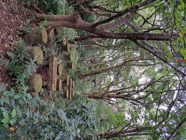 小百岳集起來大崙頭尾山親山步道3127364