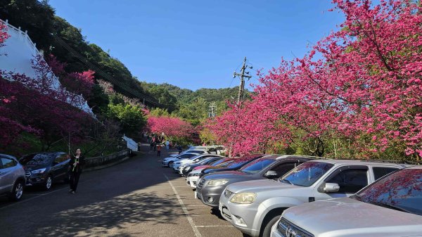 20260223石雲橋-元德寶宮賞櫻-大棟山3004791