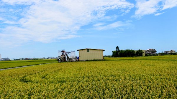 三奇美徑,52甲溼地2813328