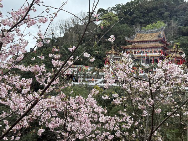 指南宮賞櫻2708129