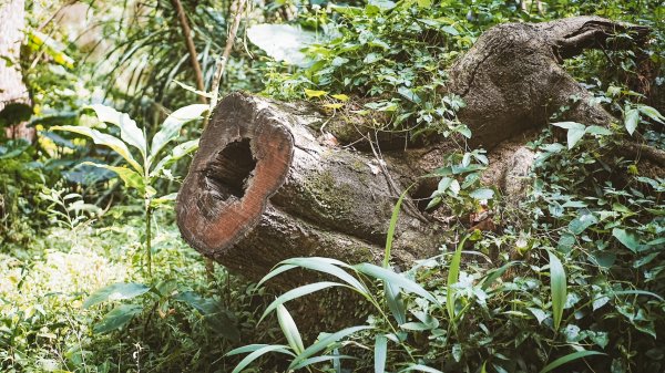 20220404—兒童節登山趣—第五段1699901