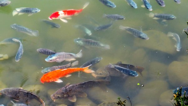 大安公園,台大校園3012120