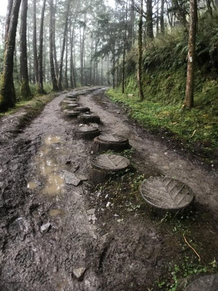 迷霧中的山毛櫸465354