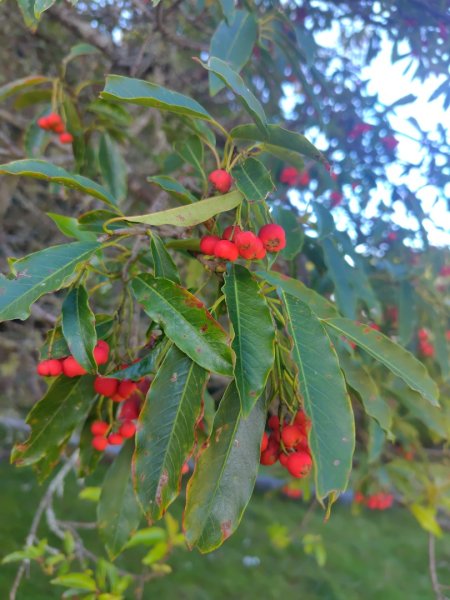 大雪山森林遊樂區 遊客中心 小神木 北三錐山 平石山西北峰2952868