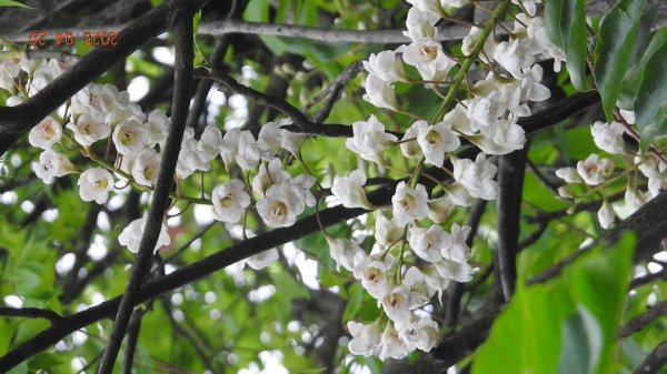 五色鳥和鐘萼木&夕陽晚霞 4/202766525