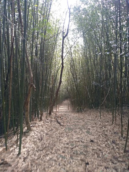山塘背登山步道-竹林秘境1606263