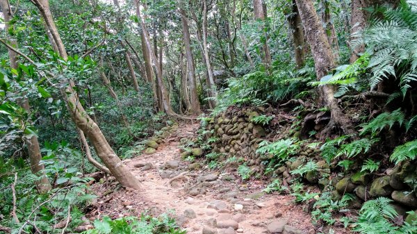 今天，我想來點飛鳳山，叮咚。1142039