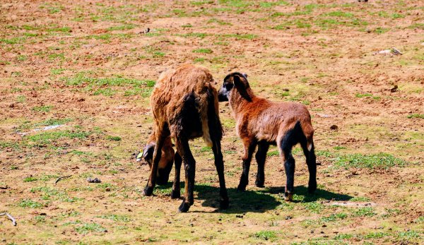 台東原生應用植物園3015259