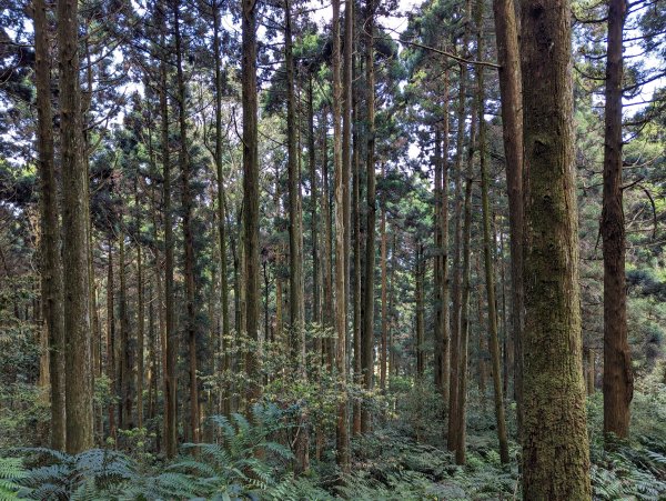 2023-04-03 東眼山自導式步道2792654