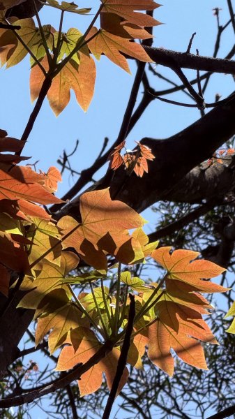 土城太極嶺|五城山|文筆山|峯花雪月2742838