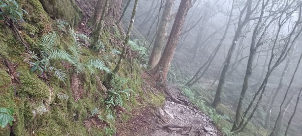 20231202_八仙山主峰步道+佳保台山2365996