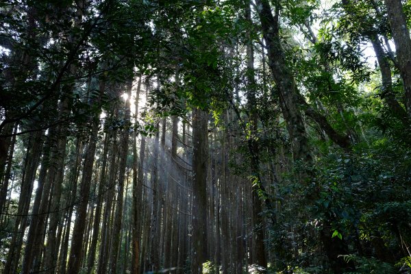 新竹尖石鄉 高島縦走1280666