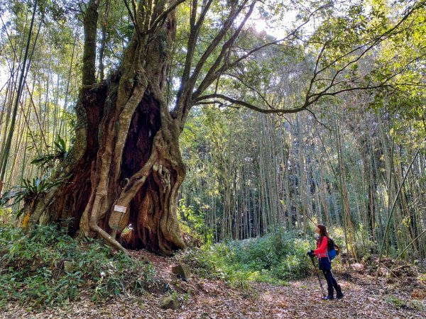 探訪特富野拉拉喀斯巨木群925261