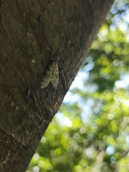 後花園散散步2936583