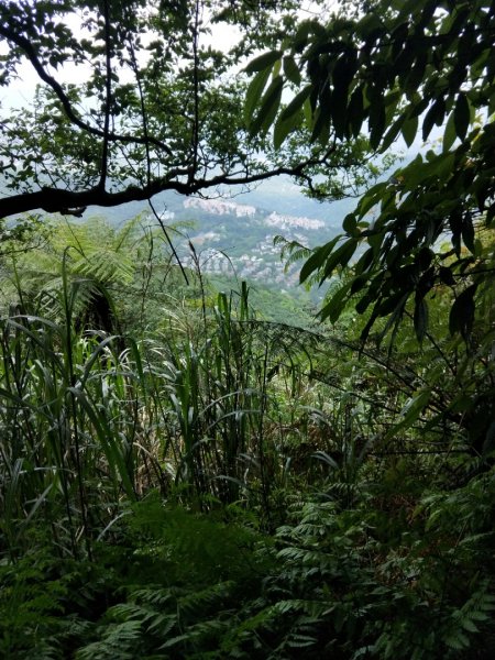 獅仔頭山—古道 O 型路線1360515