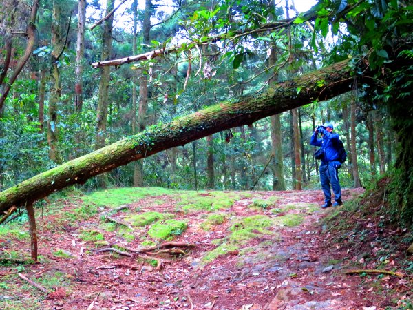 淡蘭古道輕旅行:坪溪古道出外澳546084