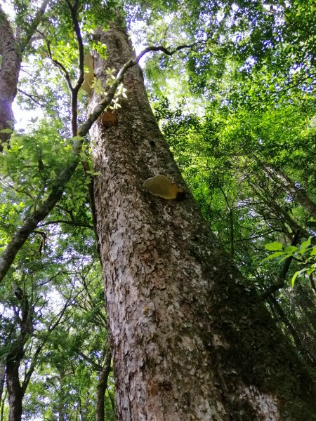 花蓮秀林~巨木森林。#86小百岳卡拉寶山1035550