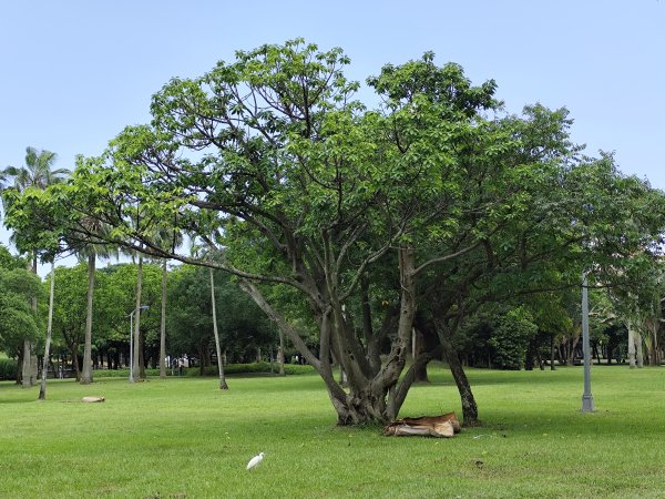 大港墘公園、大安森林公園、大稻埕、天母【走路趣尋寶】【臺北健走趣】2554244