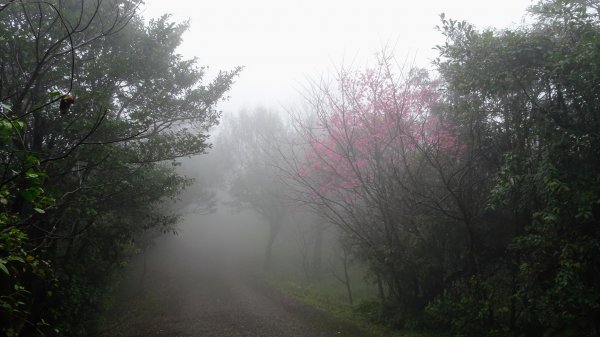 雨中賞櫻、霧裡看花2036583