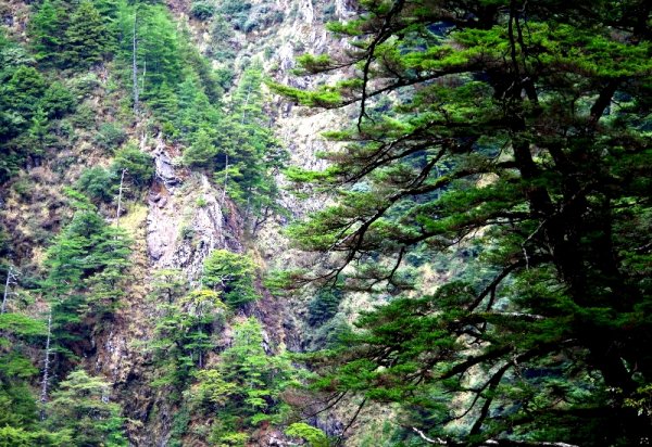 山風15度C吹拂 ~ 合歡溪 步道1551811