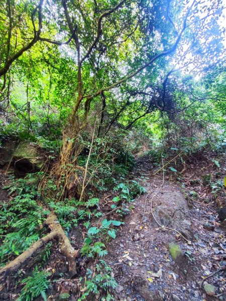 萬中瀑布-瑪鍊山-大路嶺古道-村長古厝-金剛岩-獅頭瀑布3005093